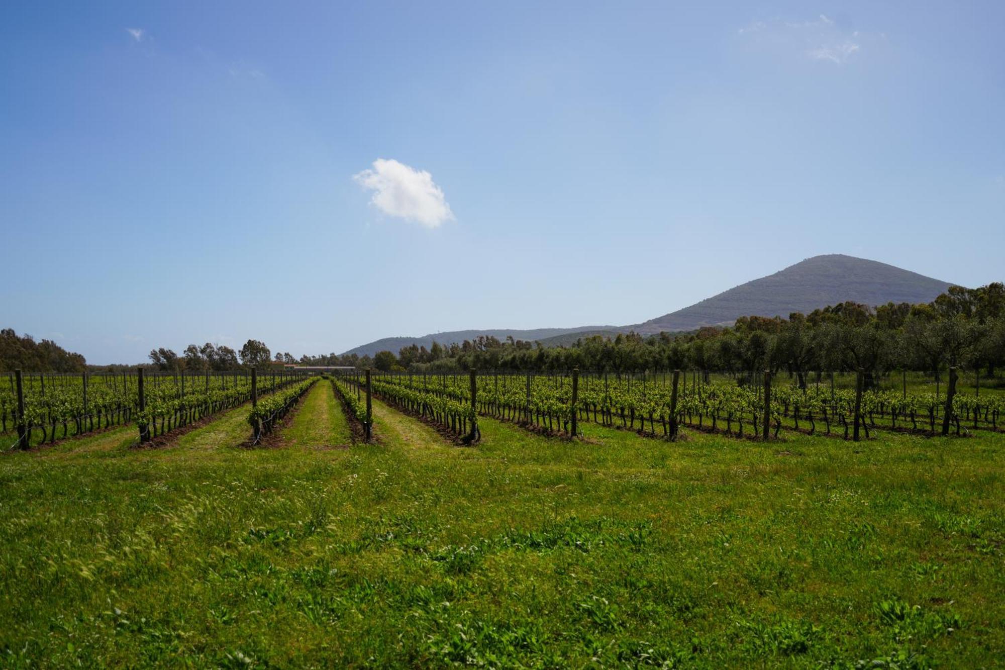 Agriturismo Casale Degli Ulivi Alghero Santa Maria la Palma Exterior foto
